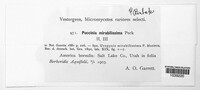 Puccinia mirabilissima image